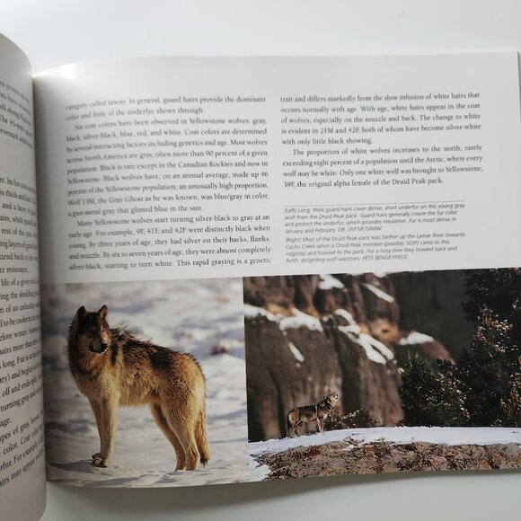 Yellowstone Wolves in the Wild by James Halfpenny Paperback Book 9781931832267 P - Picture 8 of 11